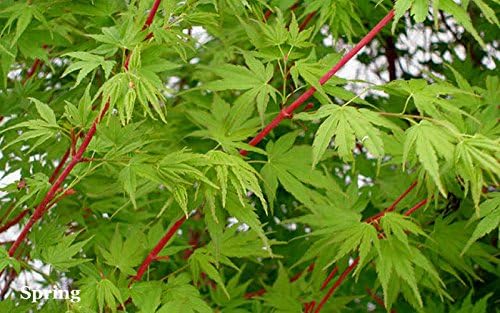 Sango Kaku Japanese Maple - Live Plant - Trade Gallon Pot (Trade Gallon Pot)