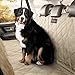 Perfect Pet Seat Cover - Dog and Cat Car Seat Cover/Hammock - Waterproof and Machine Washable - Non-Slip Quilted Technology to Protect Seats in Cars, Trucks, SUVs and Vans from Stains and Hair - Tan