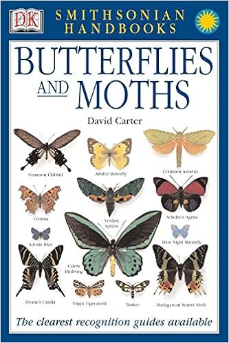 Pictures Of Moths And Butterflies
