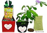 TickleMe Plant Box Set - Grow The Christmas House Plant That Closes Its Leaves When Tickled. It Can Even Flowers. This Gift Will Make Everyone Smile When They Tickle The Leaves.