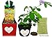 Christmas Plant Gift Box Set - To Grow the TickleMe Plant That Closes Its Leaves When You Tickle It! It Even Flowers! This Christmas Gift will make everyone smile when they TICKLE the leaves!