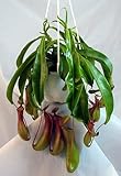 Asian Pitcher Plant - Nepenthes - Carnivorous - Exotic - 6" Hanging Basket