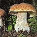 King Bolete Mushroom (Boletus edulis Bull) Mycelium Spores Spawn Dried Seeds