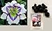 Web of Illusion Daylily 5 Seeds (Hemerocallis) Upc 647923989052