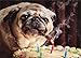 Pug Lights Cigar With Candle Funny Birthday Card