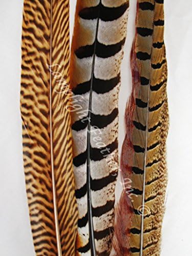 Pheasant Feathers, Decoration Mix, 10-15" per 12, by Lamplight Feather Inc.