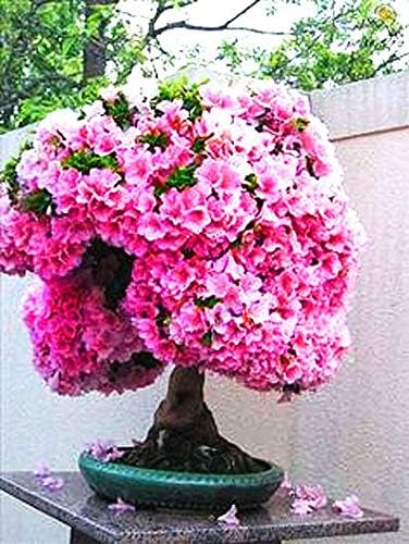 Plants, Seeds & Bulbs Flowering Tree Prized for Bonsai 10 Seeds Bonsai Judas Tree Seeds Patio, Lawn & Garden postindustrial.com Plants, Seeds & Bulbs Flowering Tree Prized for Bonsai 10 Seeds Bonsai Judas Tree Seeds Patio, Lawn & Garden postindustrial.com