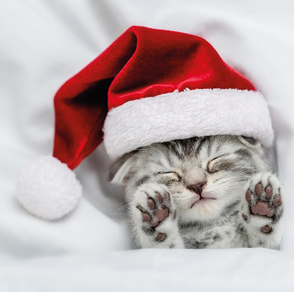 Cosy Kitten Sleeping in Santa Hat - Photographic Festive Animals Pack of 6 Charity Christmas Cards - Premium Board - Great British Card Company (Cosy Kitten)