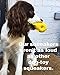 Sensory Fish - Squeaky Dog Toys - Soft, Natural Rubber (Latex) - Puppy - Small Breeds - Medium Breeds & Blind Dogs - Indoor Play - Handpainted - Free of Harmful Chemicals