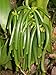 10 Split Extract Grade B Madagascar Bourbon Natural Vanilla Beans 5~6