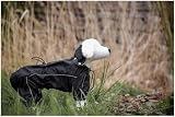 Kerbl Pet Raincoat Manchester Medium Black Waterproof Windproof 40cm view 2