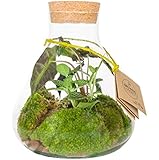RETNE Starter-Set für die Erstellung Mini Garten, Terrarium