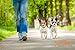 Mighty Paw Double Dog Leash - Force Absorbing Bungee Design - Two Dog Leashes Splitter - Walking Two Pets - 2 Pet Tangle Free - Pet Splitter (Lite | 10-30 lbs | with Handle, Black)