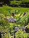 Gardener's Supply Company Classic Glass Bottle Tree Bush | Colorful Garden Decorative Bottle Holder & Outdoor Decor | Sturdy Powder Coated Steel Frame & Holds 12 Glass Bottles - (36