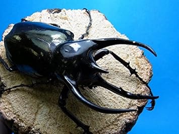 Amazon コーカサスオオカブト幼虫5頭 Big Horn 昆虫 通販