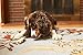 Pet Parents Gnawtlers Premium Antlers for Dogs, Naturally Shed, All Natural Dog Chew, Selected From the Heartland Region (Medium, 1 Count)