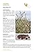 Sonoran Desert Food Plants:: Edible Uses for the Desert's Wild Bounty