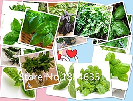 Amazon 色とりどり オリジナル包装バジルの種甘いocicum Basilicumの種野菜の香りの良いバジルの種 花の種 100個入りの花 花