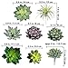 Supla 15 Pcs Assorted Artificial Succulents Plants Unpotted Small Green Hops Aloe Echeveria Air Plant Pick Fake Succulents Bulk for Succulent Garden Floral Arrangement Wreath Indoor Outdoor Home Décor
