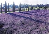 Image de Provence Style: Landscapes, Houses, Interiors, Details (Icons)