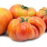 Hillbilly Tomato Seeds (30+ Organic Seeds) - Produces Rare, Beautiful & Delicious 1-2lb Heirloom Fruits - Hillbilly Seeds