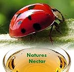 1500 Live Ladybugs + Hirt's Nature Nectar - Guaranteed Live Delivery