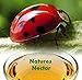 1500 Live Ladybugs + Hirt's Nature Nectar - Guaranteed Live Delivery