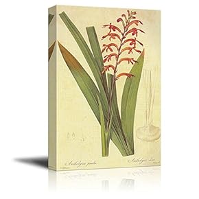 Scientific Illustration of a Flower - Chasmanthe Aethiopica by Pierre-Joseph Redoute - Canvas Art Home Art - 12x18 inches