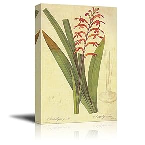 Scientific Illustration of a Flower Chasmanthe Aethiopica by...