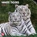 White Tigers 2013 - Weiße Tiger - Original BrownTrout-Kalender - BrownTrout-Kalender bei Stürtz