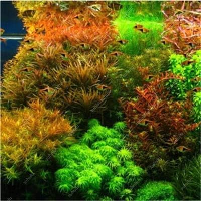 TOMHY 500 pcs Rare Aquarium Planter Java Moss Grass bonsai Raros Gifts Plants Aquario Fish Tank Aquatic for Home decoration : 5