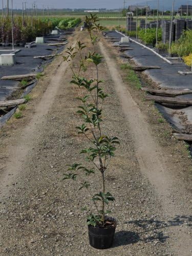 Amazon Co Jp 6か月枯れ保証 生垣樹木 ヒイラギモクセイ 1 0m 10本セット ホーム キッチン