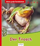 Wachse kleine kaulquappe Wachse kleine kaulquappe