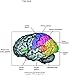 Fundamental Neuroscience