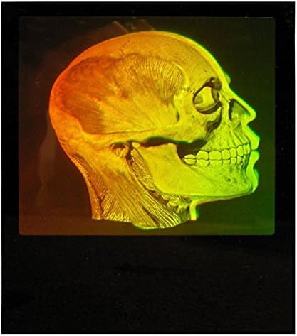 Brain/Skull (Anatomically Accurate) True 3D Photopoloymer Realistic 2-Channel 3D Hologram Picture - Small Desk Stand