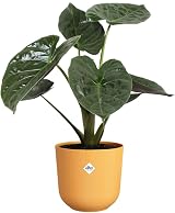 elho Jazz Round 23cm Flower Pot Indoor 100% Recycled Plastic Yellow view 3