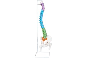 NLShan 34.6'' Full Size Human Spine Skeleton Model, Color Anatomical Spine Model with All Nerves, Arteries, Lumbar Column, Removable Femur, Realistic Vertebra Model for Teaching, Study and Display