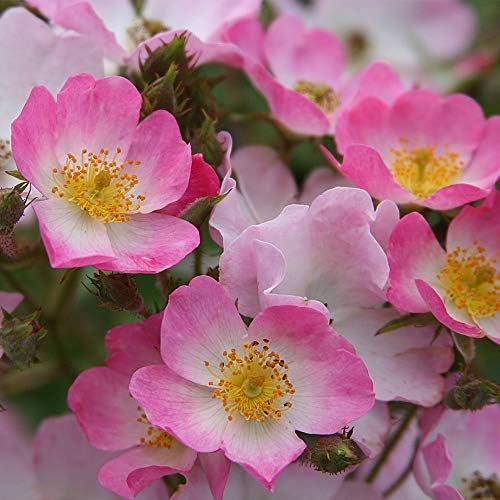 Amazon Com Own Root One Gallon Ballerina Hybrid Musk Rose By Heirloom Roses Garden Outdoor