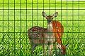 Mr.Garden 5ft-Hx10ft-L Mesh 2.4 inch Openings PVC Coated Fence Wire Poultry Netting Gutter Guards Chicken Run Rabbit Fencing to Keep Out Racoons Gophor
