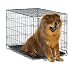 New World 36" Folding Metal Dog Crate, Includes Leak-Proof Plastic Tray; Dog Crate Measures 36L x 23W x 25H Inches, Fits Intermediate Dog Breeds