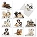 M6596TYG Copy Cats: 10 Assorted Thank You Note Cards Featuring Cats and Dogs That Have Similar Markings Wearing Crowns, w/White Envelopes.