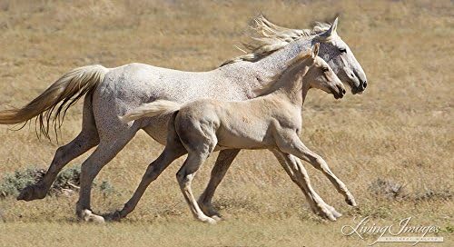 Adobe Freedom - Fine Art Wild Horse Print - Adobe Town - Wild Horse