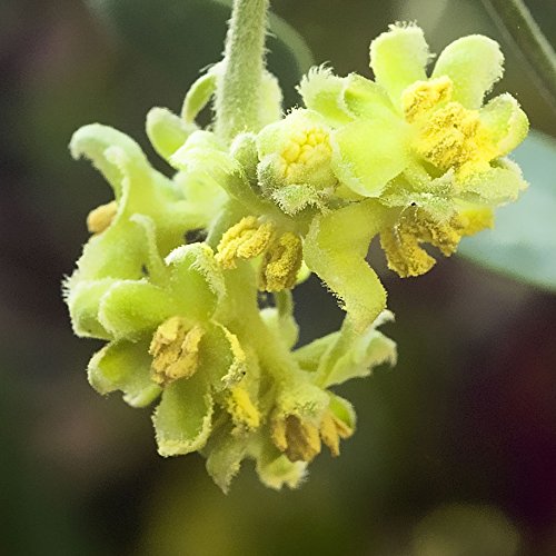 Mambino Organics Face Wash, New Beginning Pore Refining, 5.5 Fluid Ounce