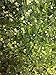 BEAD CONCEPTS ½lb Bulk baed Mix Czech Glass Beads in Assorted Sizes – for All Your Jewelry Making imaginations. - Tourmaline Green