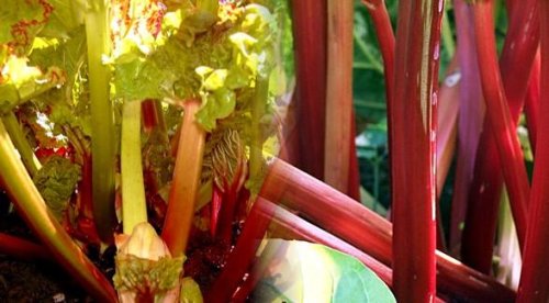 Victoria Red Rhubarb Plant - Perennial - 4" Pot - Thumbnail 2