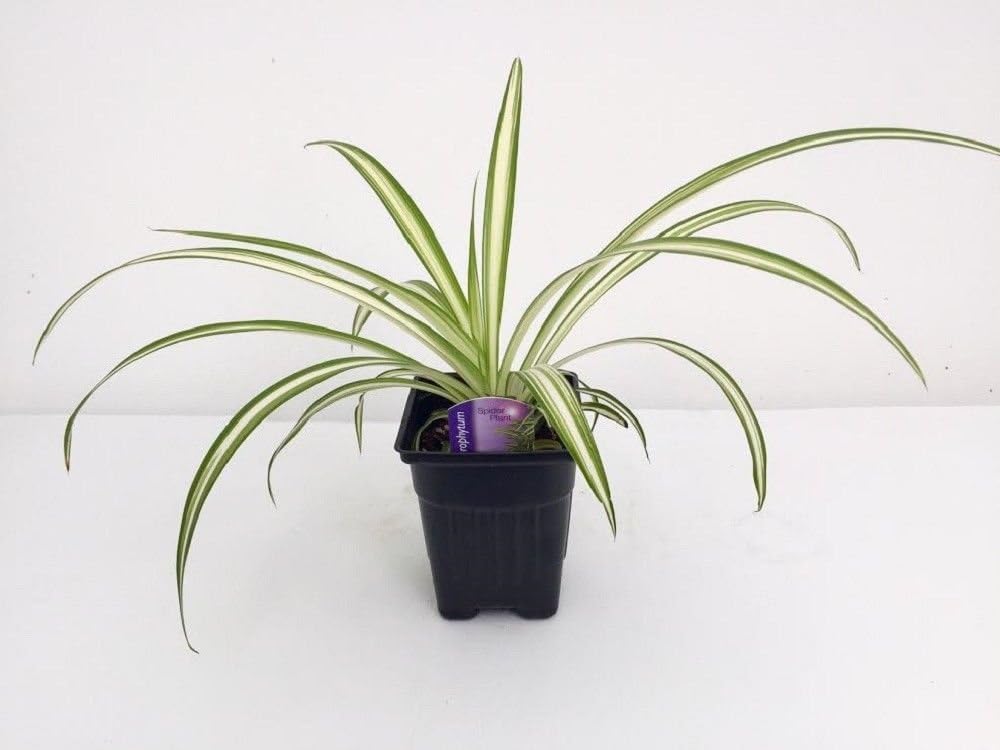 Ocean Spider Plant Easy to Grow Cleans the