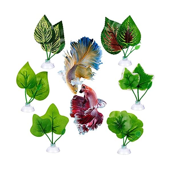 betta leaf pad