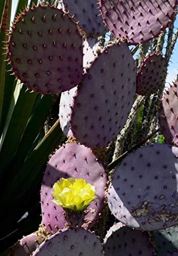 Santa Rita Prickly Pear Cactus Opuntia violacea VAR. Santa Rita Drought Tolerant