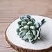 Neomark Tyoungg 4 Pack Flocked Green Artificial Succulent Cactus Plants Echeveria Unpotted Long Stem for Wreath Making Wedding Bouquet Making 3.33”Wide x 5”Tall