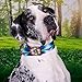 Country Brook Petz - Martingale Dog Collar - Groovy Collection with 5 Far Out Designs (Medium, 1 Inch Wide, Tie Dye Flowers)